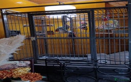 Parrots birds for sale: African Grey Parrot - Image 2