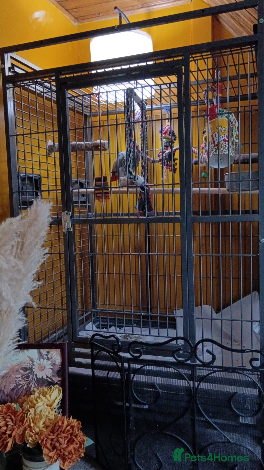 Parrots birds for sale: African Grey Parrot - Image 2