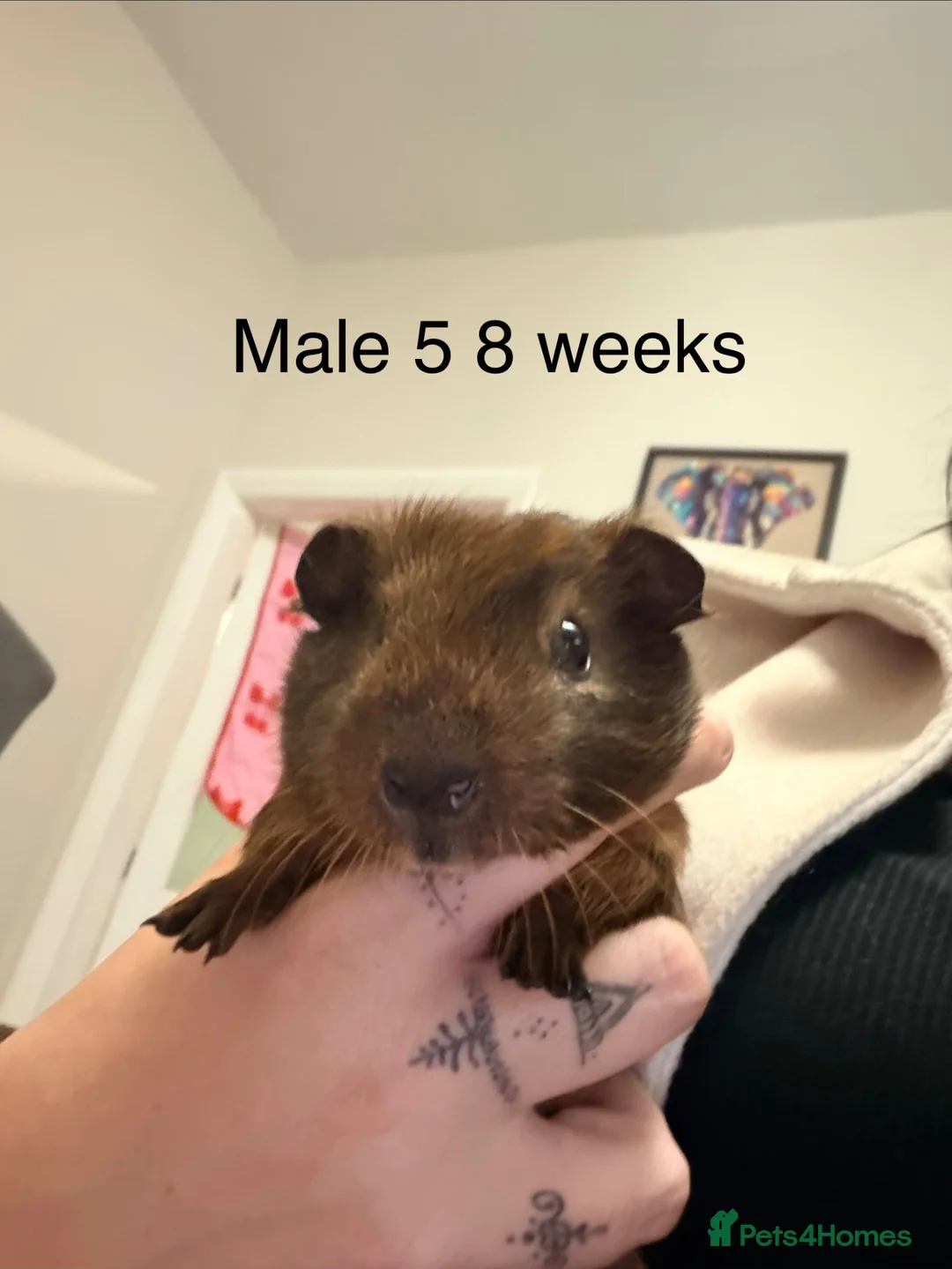Guinea Pig rodents for sale: Agouti baby guinea pigs 5 males 1 female  - Advert 18