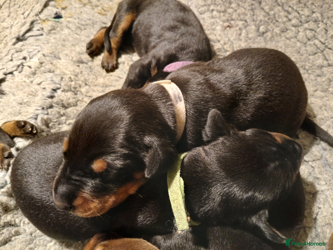 Dobermann dogs for sale: Outstanding KC Reg Dobermann puppies - Image 12
