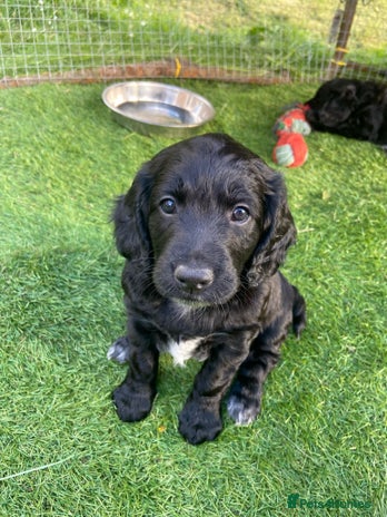 Mixed Breed dogs in Bargoed - Advert 16