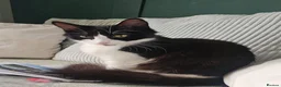Mixed Breed cats for sale: Kittens - Advert 1