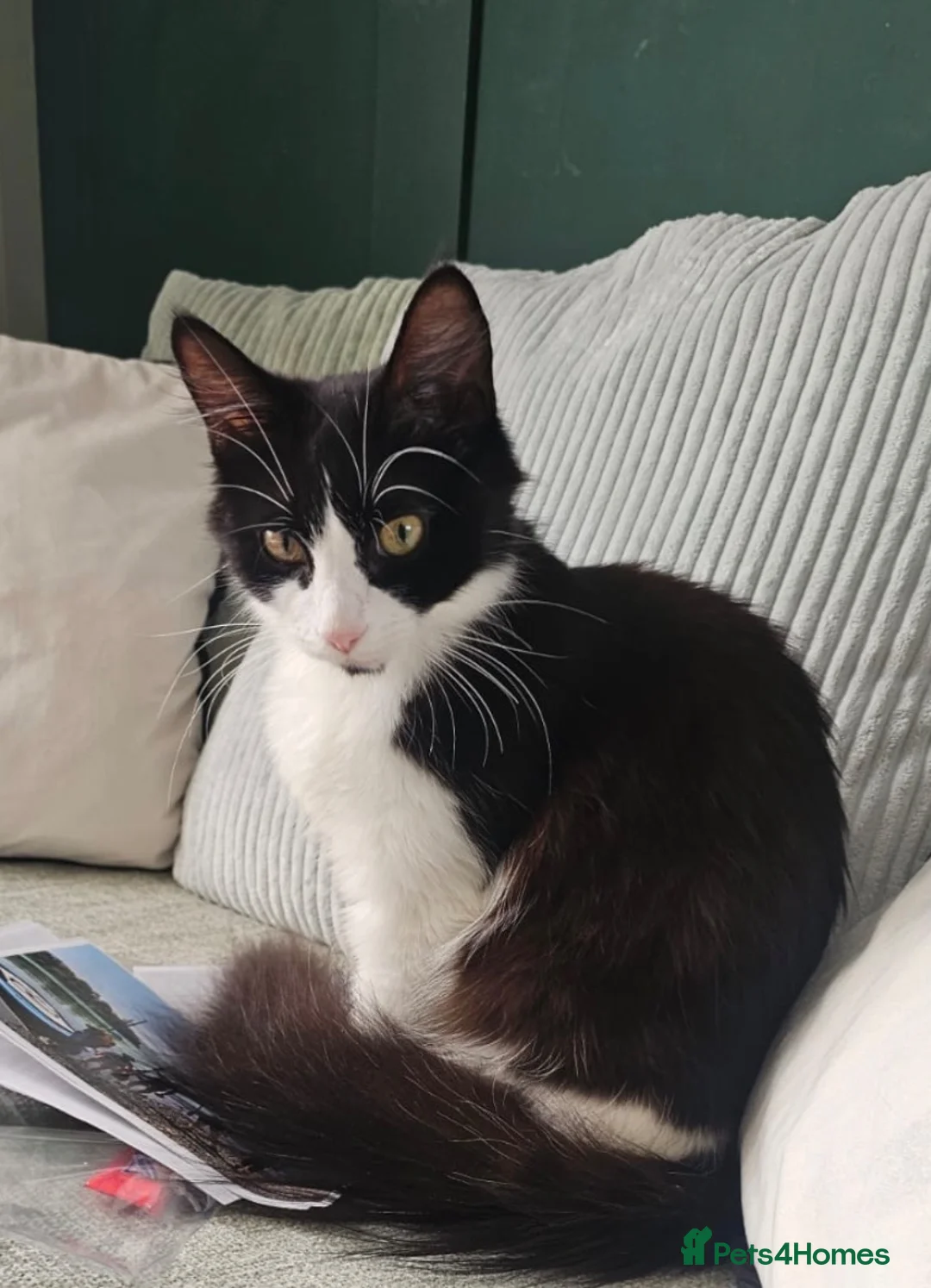 Mixed Breed cats for sale: Kittens - Advert 1