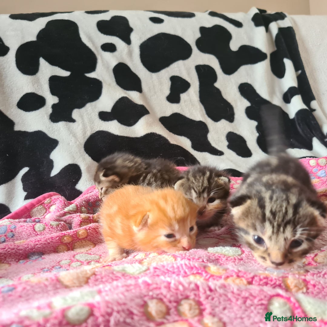 Mixed Breed cats for sale: really beautiful mixed litter - Image 5