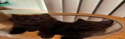 British Shorthair cats for sale: BRITISH SHORTHAIR DOLLS READY NOW! in Uxbridge - Advert 19
