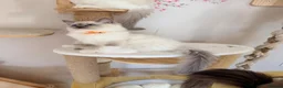 Ragdoll cats for sale: Show quality Ragdoll kittens from champion lines - Advert 30