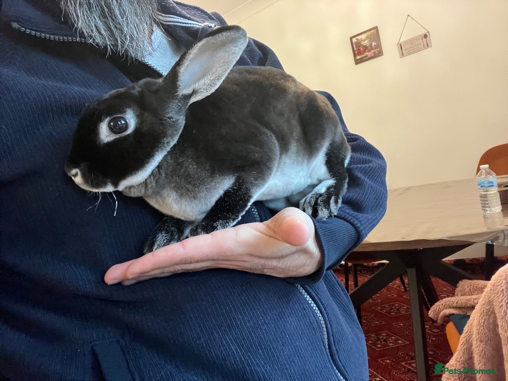 British Giant rabbits Mini Rex Rabbit with Hutch & Run Very Friendly - Advert 2