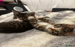 Norwegian Forest Cat cats for sale: Beautiful fluffy kittens - Image 4