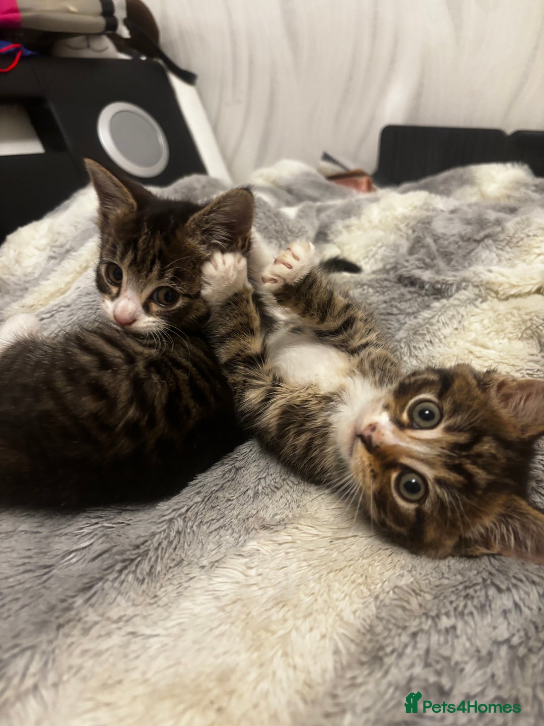 Norwegian Forest Cat cats for sale: Beautiful fluffy kittens - Image 4