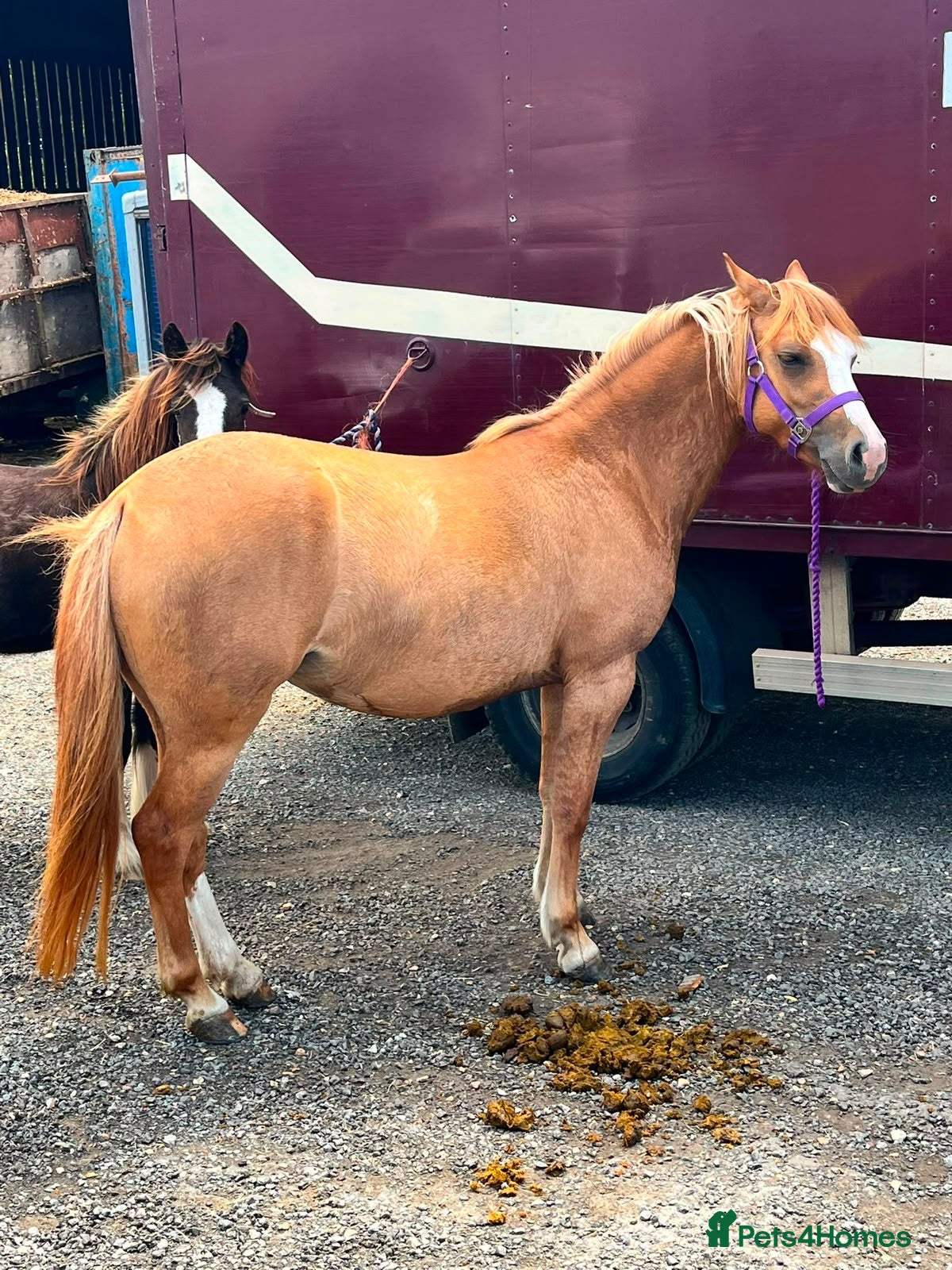 Welsh Section B horses Rosie section B x mare pony  - Advert 2