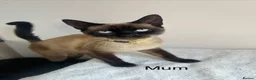 Mixed Breed cats for sale: Beautiful Siamese Cross Kittens  in Bristol - Advert 8