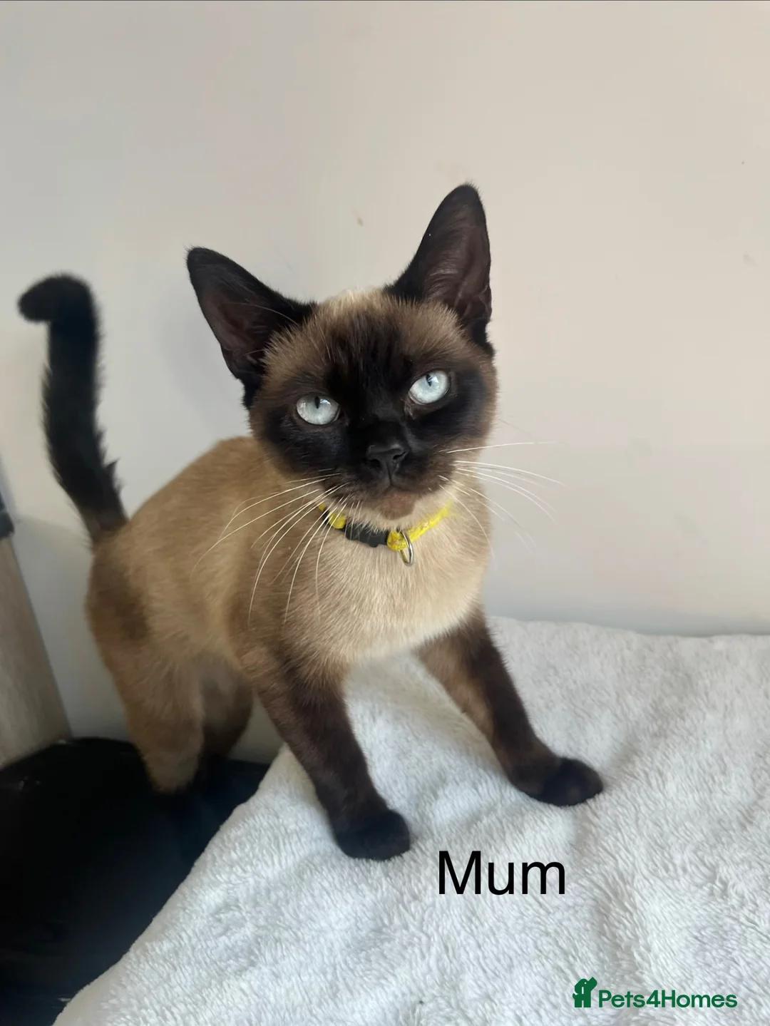Mixed Breed cats for sale: Beautiful Siamese Cross Kittens  in Bristol - Advert 8