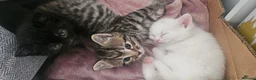 Mixed Breed cats for sale: Beautiful Kittens  in Swadlincote - Advert 12