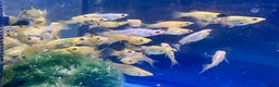Other/Mixed Breed fish for sale: Mixed Tropical fish Molly/Blue Texas/Tiger barbs - Advert 1