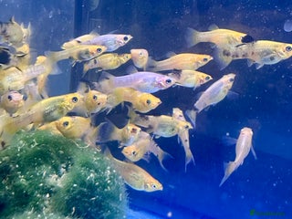 Other/Mixed Breed fish Gold/Calico Lyretail Molly + Blue Texas Cichlid - Advert 13