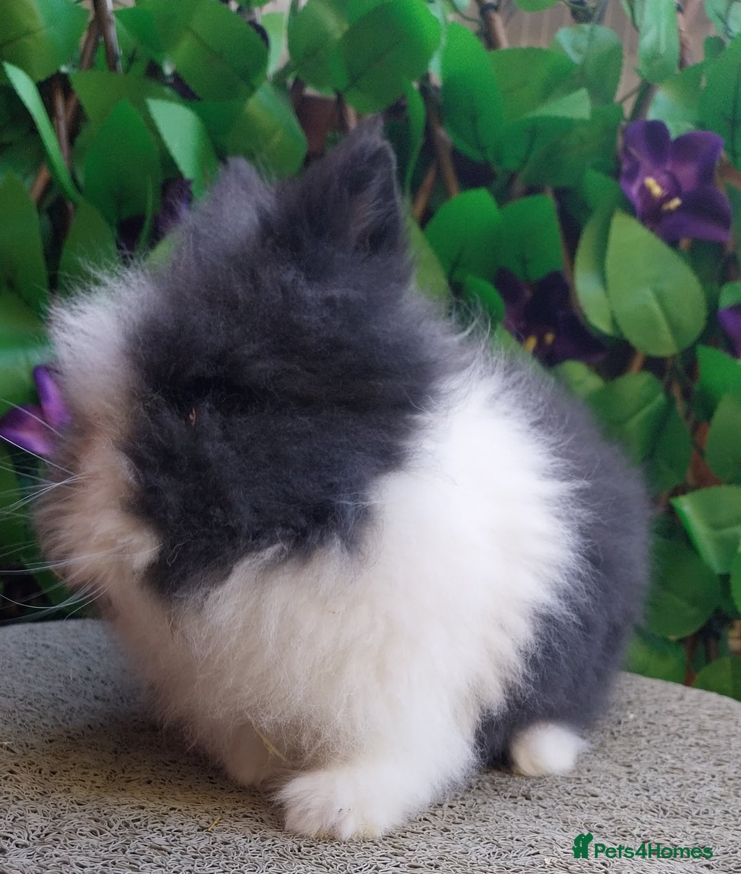 Lionhead rabbits for sale: Beautiful lionhead - Advert 3