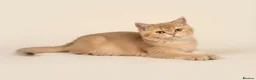 British Longhair cats for sale: TICA registered BLH & BSH Kittens - Advert 8