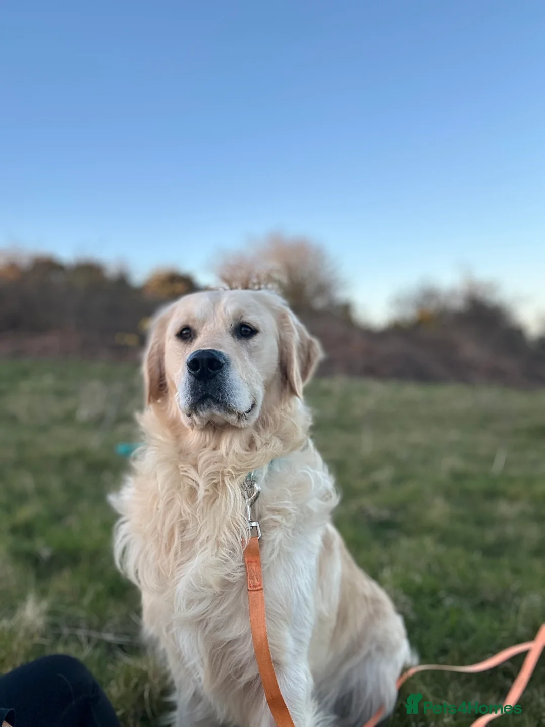 Golden Retriever dogs for stud: Hugh - Golden Retiver Stud  in Neath - Advert 4