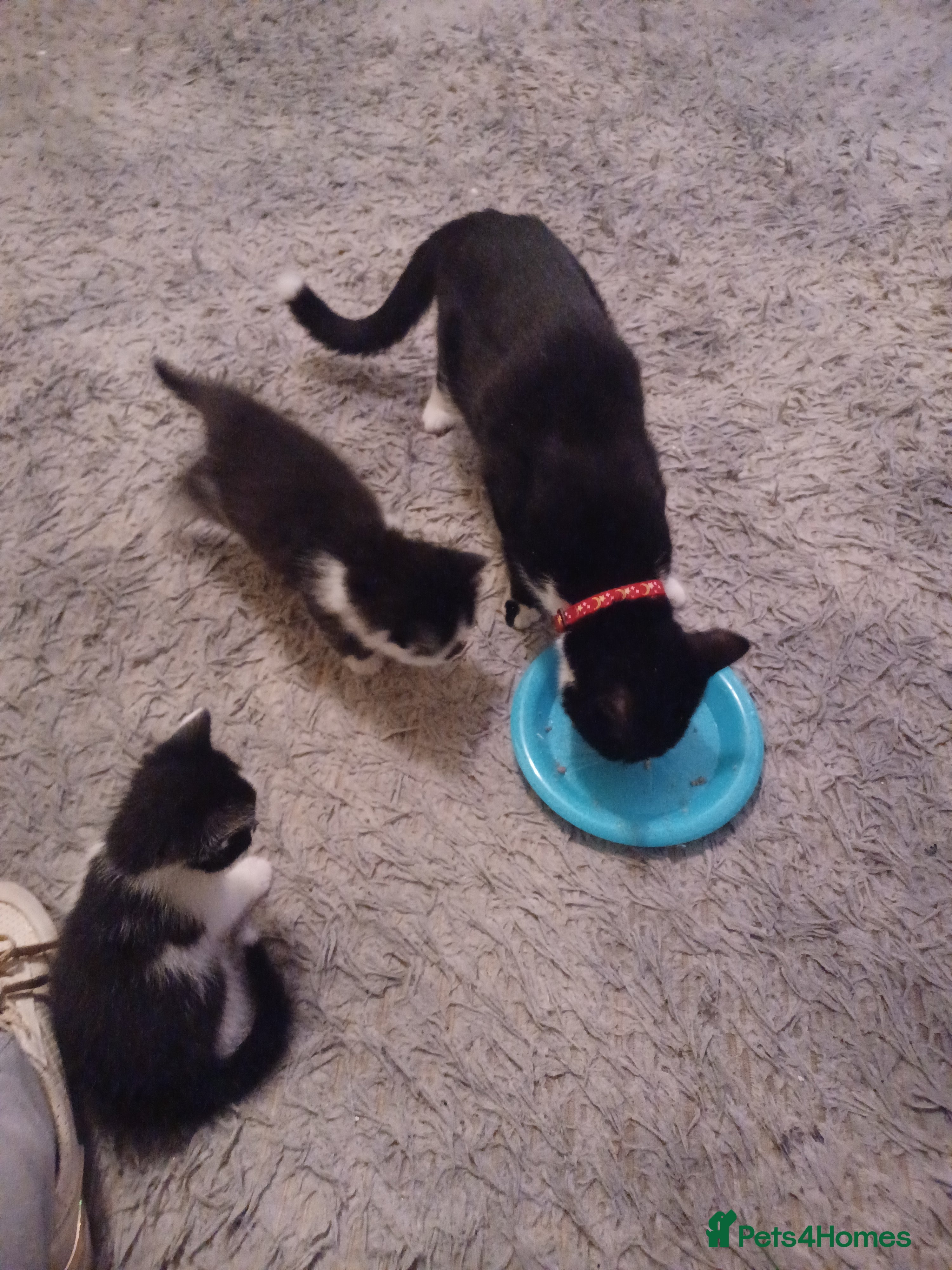 Mixed Breed cats Beautiful kittens - Advert 7