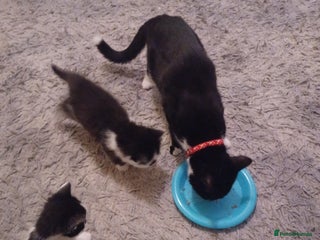 Mixed Breed cats Beautiful kittens - Advert 3