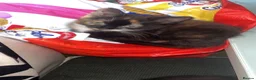 Mixed Breed cats for sale: 2 beautiful girls - Advert 2