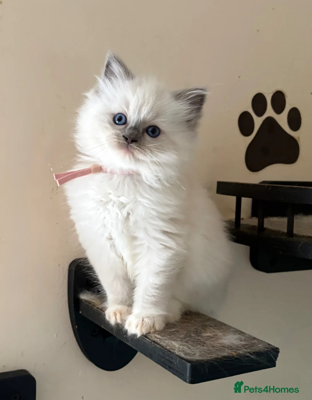 Ragdoll cats for sale: 🐾 last little girl 🐾 ready now 🐾 - Advert 1