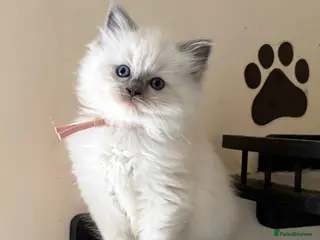 Ragdoll cats for sale: 🐾 last little girl 🐾 ready now 🐾 - Advert 3