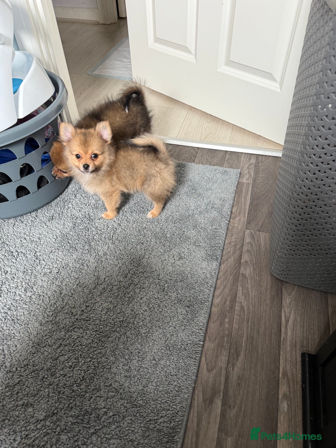 Pomeranian dogs for sale: Pomeranian girls for sale  - Image 4