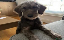 Mixed Breed dogs for adoption: Sammy (Hound/Terrier mix) - Image 11