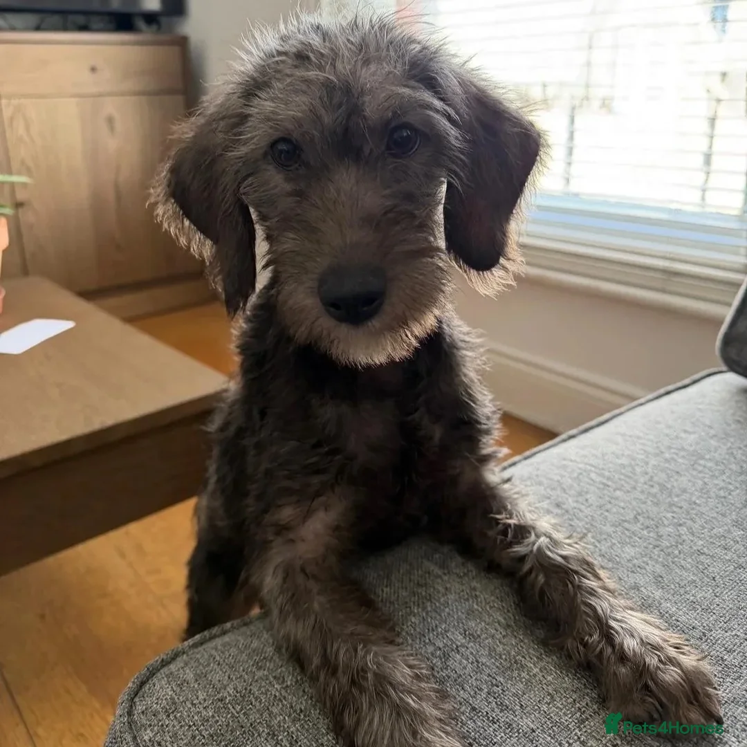 Mixed Breed dogs for adoption: Sammy (Hound/Terrier mix) - Image 11