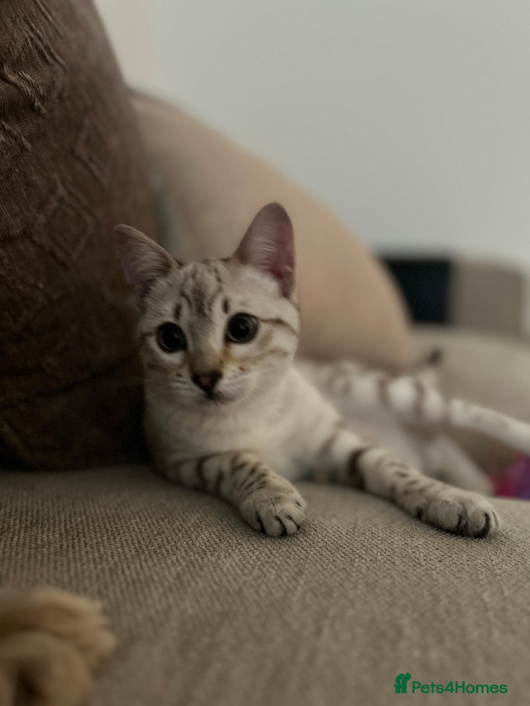 Bengal cats for sale: Snow bengal female kitten - Advert 6