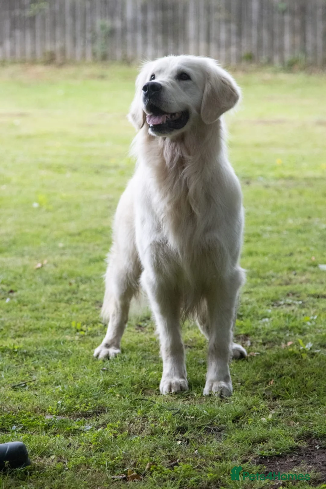 Golden Retriever dogs for stud: THE ULTIMATE WHITE STUD DOG in Doncaster - Advert 4