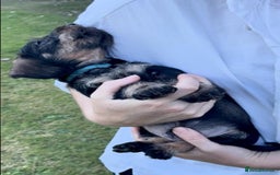 Dachshund dogs for sale: KC Registered Wirehaired Teckel Standard Dacshund  - Image 4