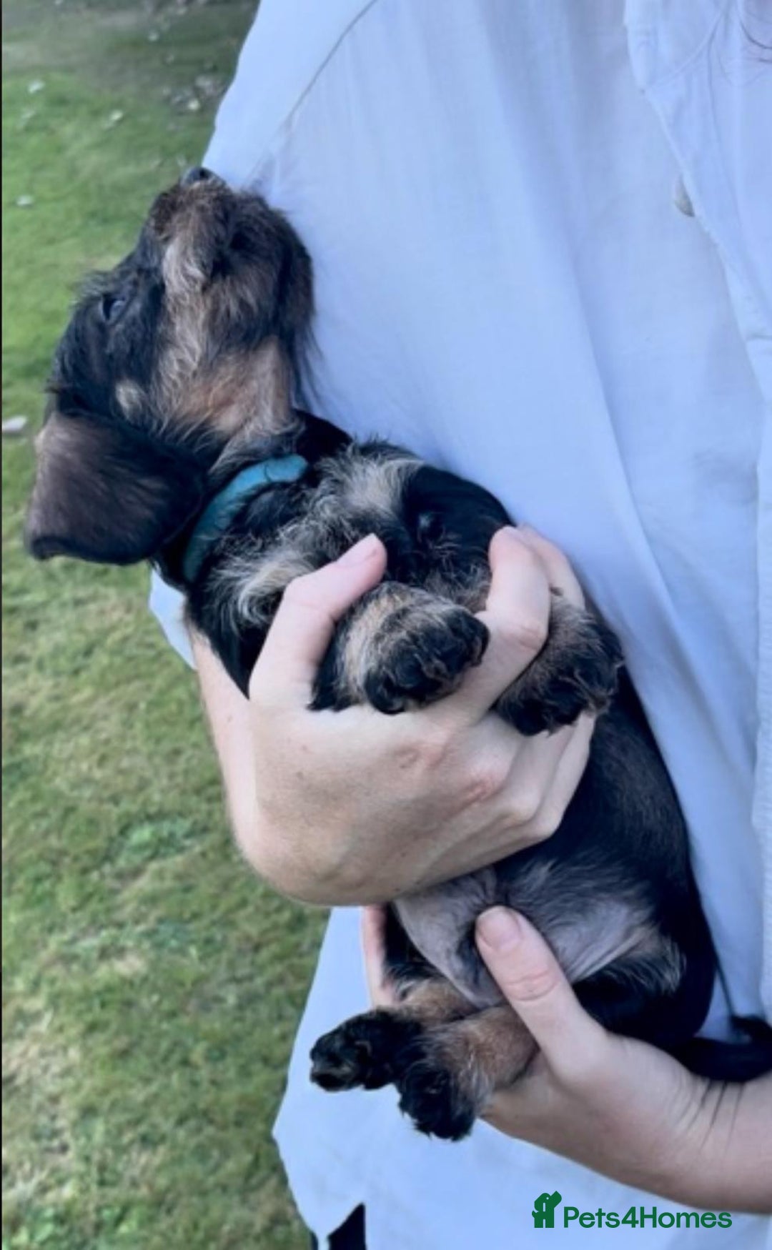 Dachshund dogs for sale: KC Registered Wirehaired Teckel Standard Dacshund  - Image 4