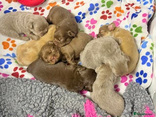 French Bulldog dogs Kc registered fluffy French bulldogs - Advert 8