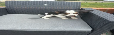 Puppy 2