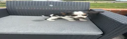 King Charles Spaniel dogs for sale:  Pure King Charles cavalier puppies  - Advert 2