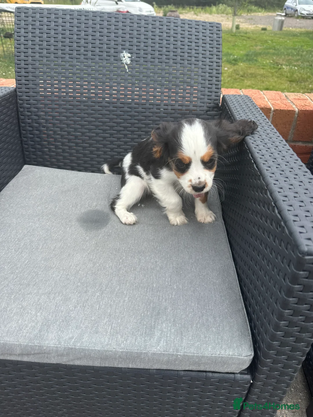 King Charles Spaniel dogs for sale:  Pure King Charles cavalier puppies  - Advert 2