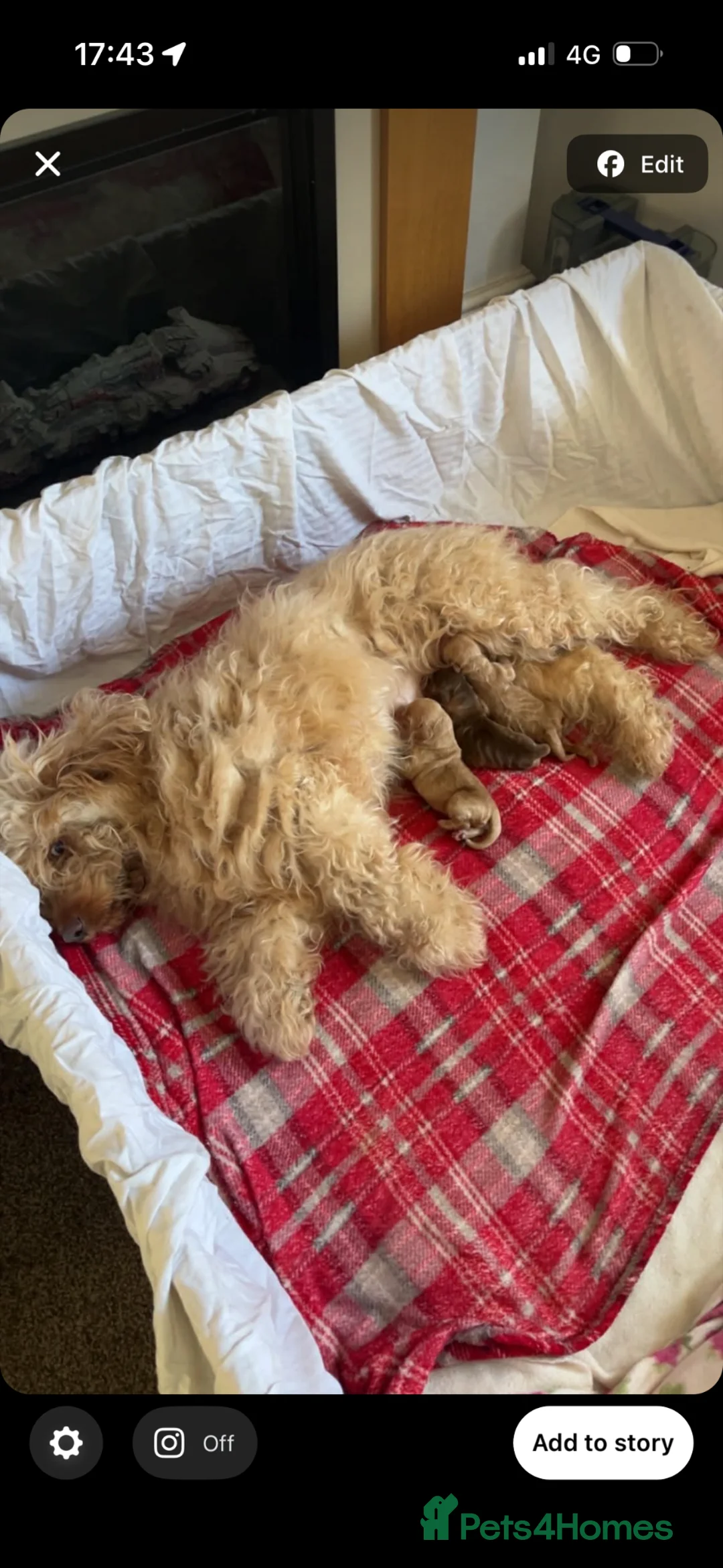 Cockapoo dogs for sale: F1b cockapoos - Advert 1