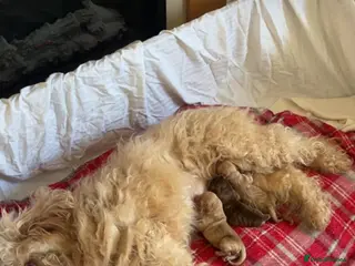 Cockapoo dogs F1b cockapoos - Advert 2