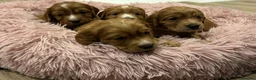 Cocker Spaniel dogs for sale: KC Reg Working Cocker Spaniel Puppies - Advert 3