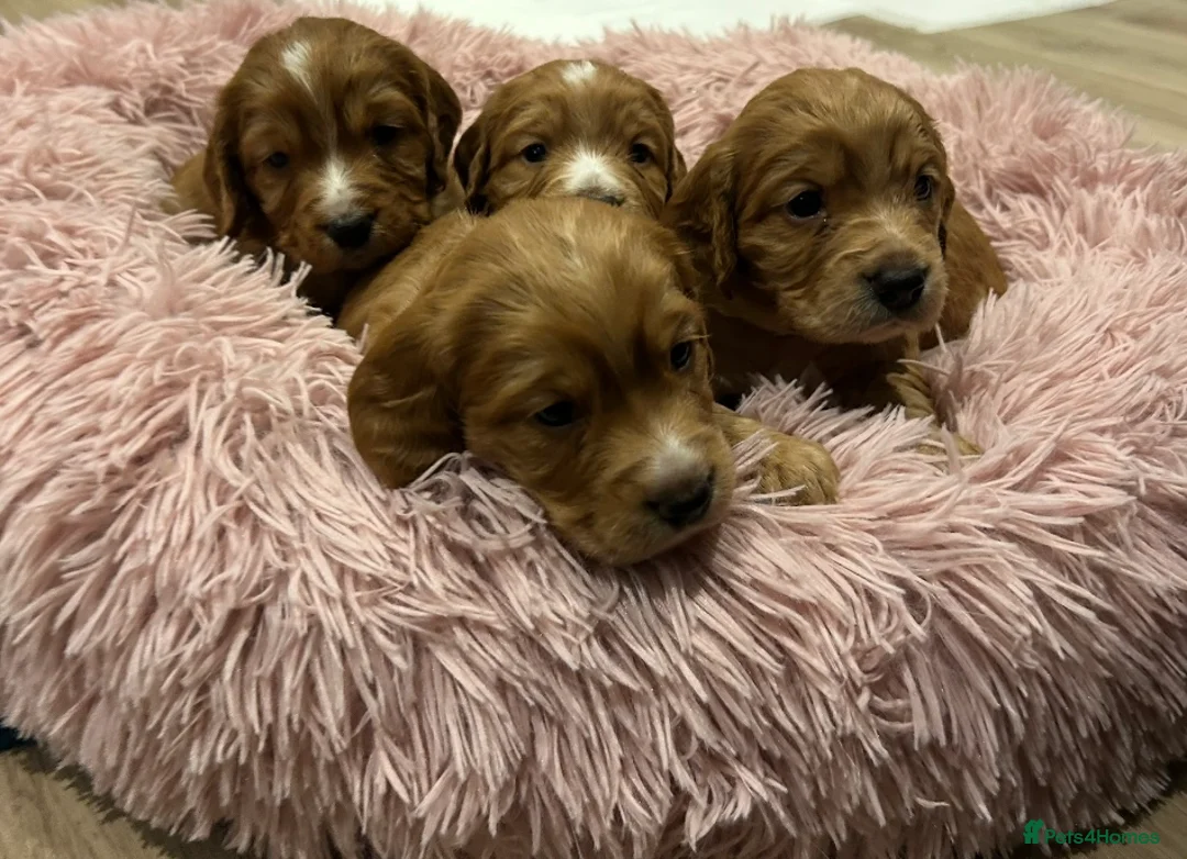 Cocker Spaniel dogs for sale: KC Reg Working Cocker Spaniel Puppies - Advert 3