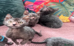 Lykoi cats for sale: Unique and adorable Lykoi kittens - Image 8