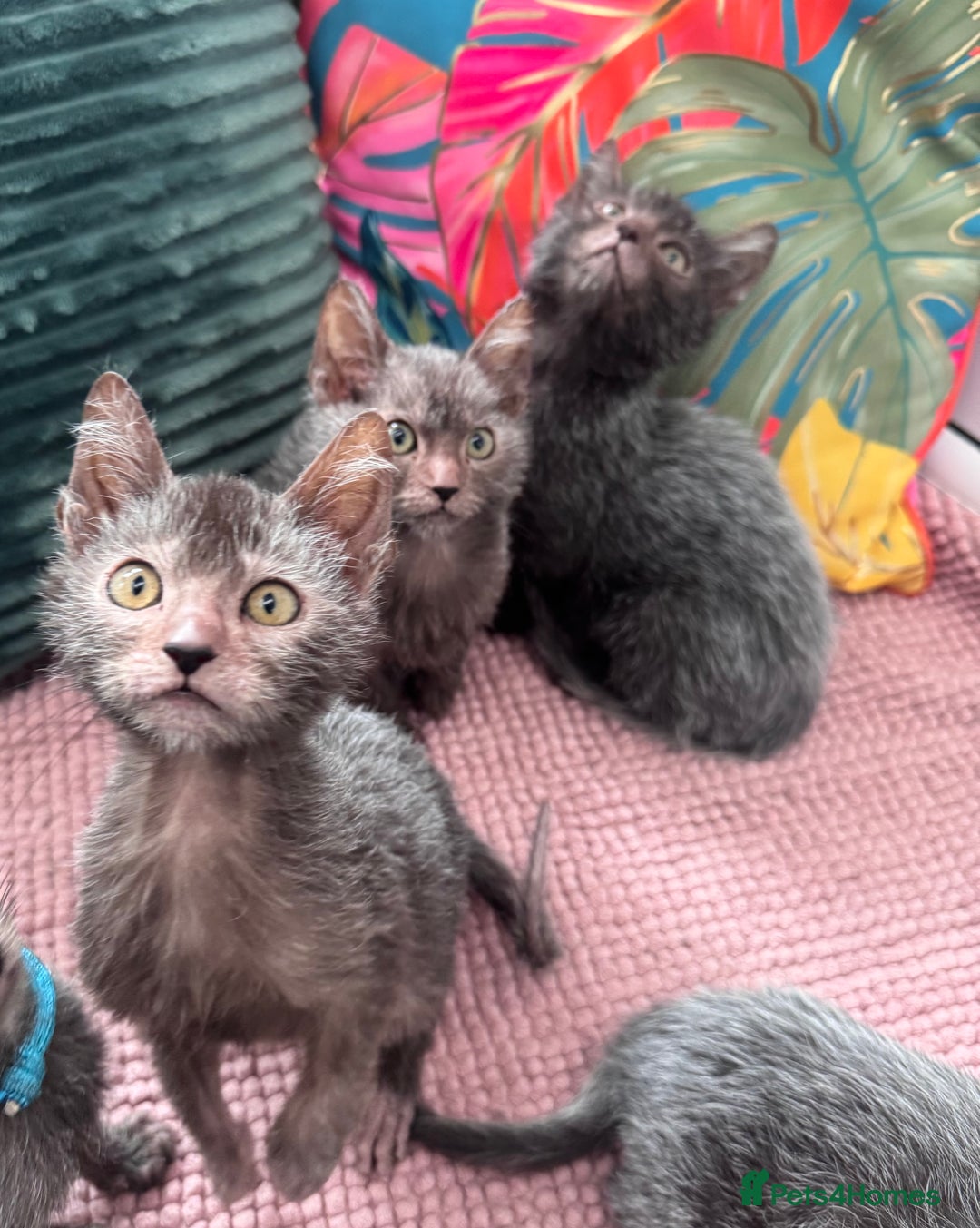 Lykoi cats for sale: Unique and adorable Lykoi kittens - Image 8