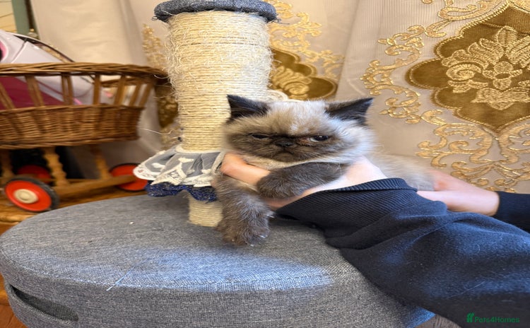 Exotic cats Exotic  - Advert 16