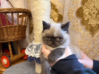 Exotic cats Exotic - Advert 3