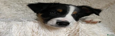 Border Collie 3