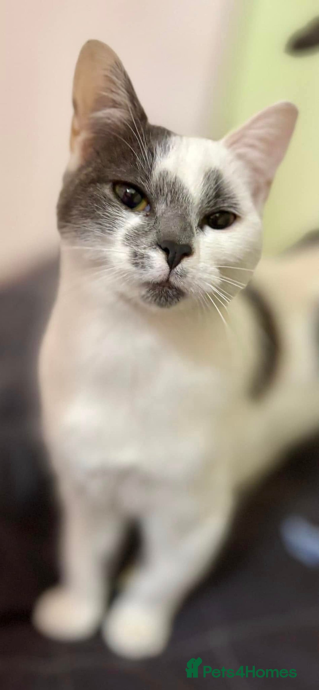 British Shorthair cats for sale: British Shorthair Cross (Half-Pedigree)  - Image 2
