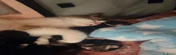 Ragdoll cats for sale: Beautiful Ragdoll cross kittens  - Advert 25