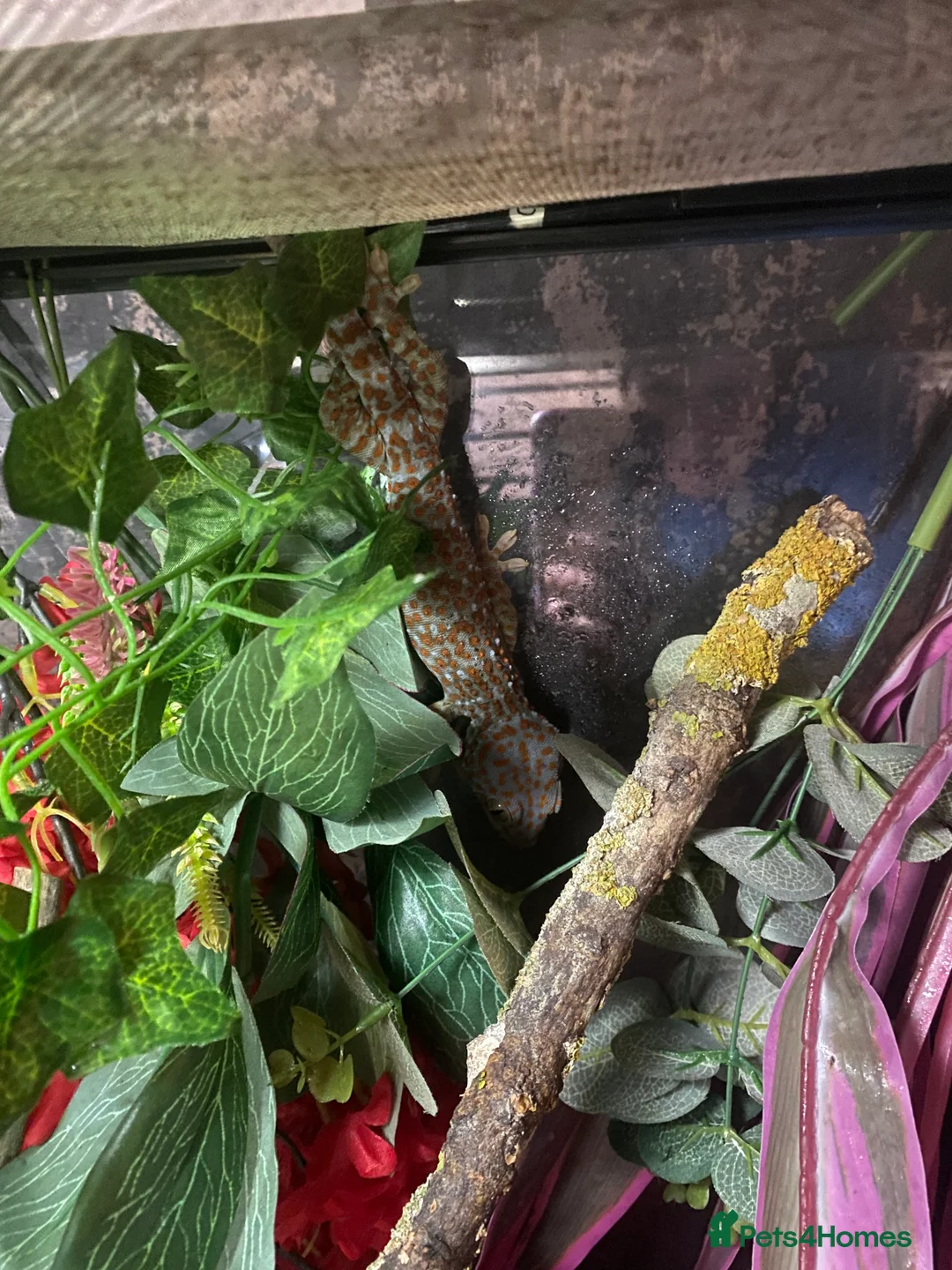 Leopard Gecko reptiles for sale: Torkay leopard gecko  - Advert 3